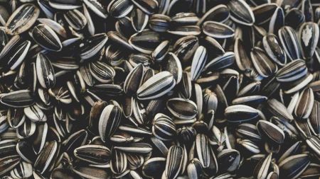 Sunflower Seed